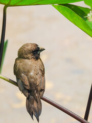 Bondol Jawa is a kind of small bird that eats rice and seeds.  Its scientific name is Lonchura leucogastroides.  In English this bird is called Javan Munia