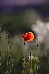 Obraz premium flower close-up flowers poppy