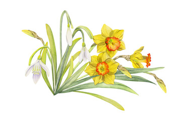 Watercolor hand drawn composition with spring flowers, daffodils, leaves and stems, bow, gift tag. Isolated on white background. For invitations, wedding, greeting cards, wallpaper, print, textile.