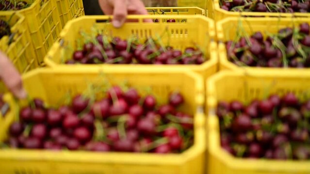 Cherries just picked from the tree in transport boxes, baskets, camera slowly panning 