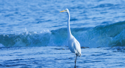 White, egret perching on the beach. Seabird.