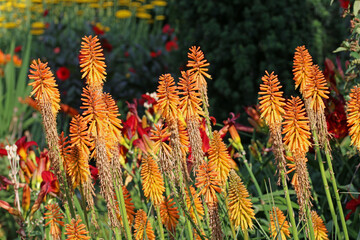 Orange red hot poker flower spikes