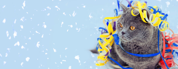 Funny blue British shorthair cat entangled in a colorful streamer against a blue-green glitter background. Horizontal banner