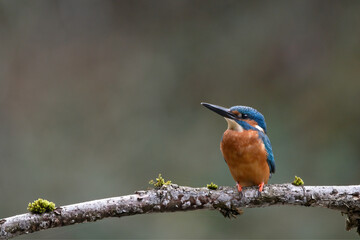 eisvogel, natur, tier, bird, wild lebende tiere, wild, 
