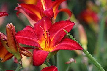 Red daylily flower in close up