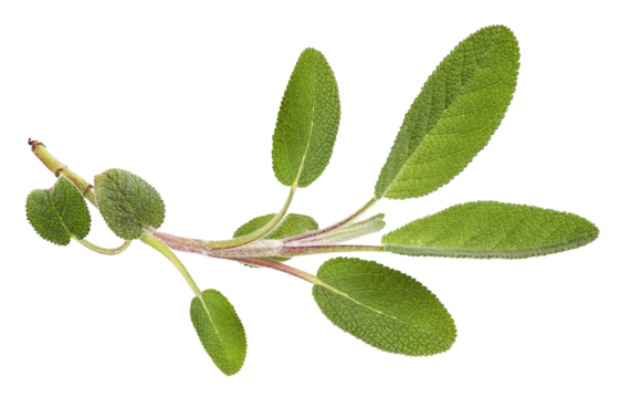 Fresh sage stem, transparent background