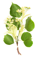 Twig with lime-tree blossoms, , transparent background