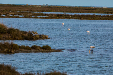 Flamingos in Delta de l'Ebre Nature Park, Tarragona, Spain