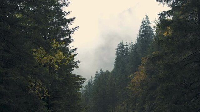 Mountain forest. Rainy day. Fog among the trees. Cloudy. Montane ecosystems. Alpine environment.