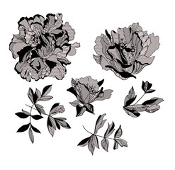 lace Peony flowers and foliage. Vector illustration, bouquet.