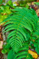 Fototapeta na wymiar Detail of vibrant green fern plant