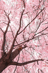 Pink Japanese Tree Blossom