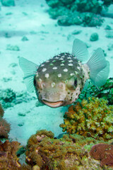 Porcupine fish pufferfish Fugu In The Red Sea in Egypt. Animal, Scuba Diving, Ocean, Under The Sea, Underwater Photography, Tropical Paradise.  © Filip