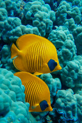 A beautiful pair of butterfly fish colourful coral reef full of goldfish in the Red Sea in Egypt....
