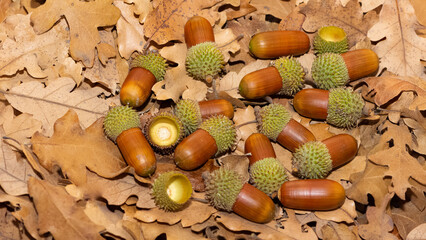 wild fruit images. acorn photos.