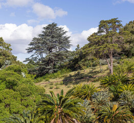 Obraz na płótnie Canvas Cape Town Botanical Garden