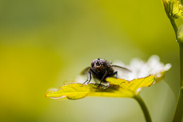 A macro fly, an insect, on the green grass.