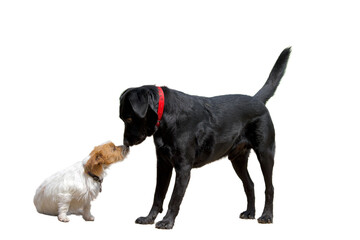 Picture of 2 dogs on a white background which represent the concept of cohabitation and friendship between 2 different beings.