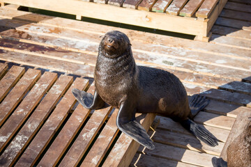 navy seals on the pier in the port of Cape Town