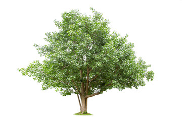 isolated big tree on White Background. tropical trees isolated used for design, advertising and architecture