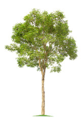Fototapeta premium isolated big tree on White Background. tropical trees isolated used for design, 
