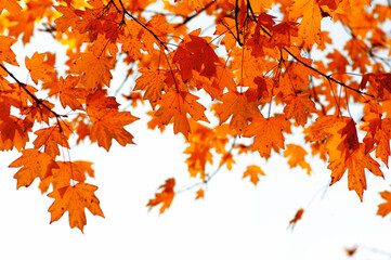 Beautiful autumn landscape with yellow leaves.