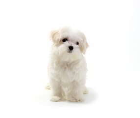 Puppy Maltese lapdog isolated on white background.
