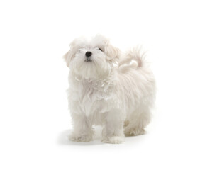 Puppy Maltese lapdog isolated on white background.
