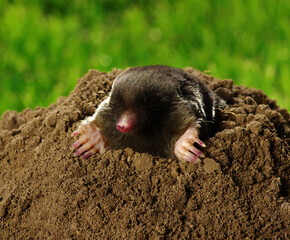 Mole crawling out of brown molehill
