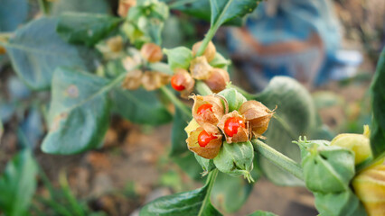 Withania somnifera plant. Commonly known as Ashwagandha (winter cherry), is an important medicinal...