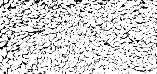 Black and white grain texture of real barley. Vector illustration