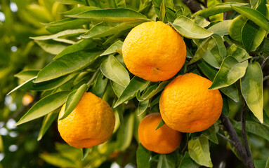 fruit photos. Ripe tangerines on the tree.