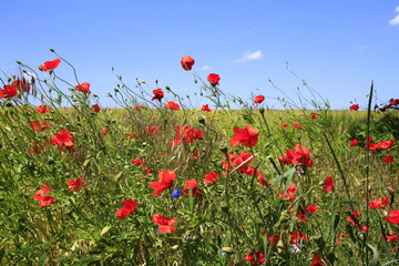 Fototapeta premium Mohnblumen auf einer Wiese im Biosphaerenreservat Rhön. Geise, Thueringen, Deutschland, Europa - Poppies in a meadow in the Rhoen biosphere reserve. Geise, Thuringia, Germany, Europe