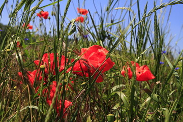 Mohnblumen auf einer Wiese im Biosphaerenreservat Rh&ouml;n. Geise, Thueringen, Deutschland, Europa - Poppies in a meadow in the Rhoen biosphere reserve. Geise, Thuringia, Germany, Europe
