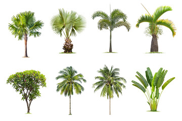 Obraz premium Coconut and palm trees Isolated tree on white background