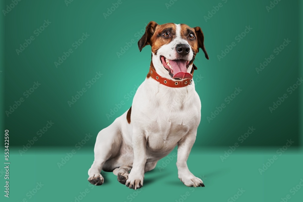 Sticker cute young smart dog pet posing