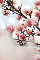 Beautiful pink magnolia blossom flower in spring for background or copy space for text. Abstract...