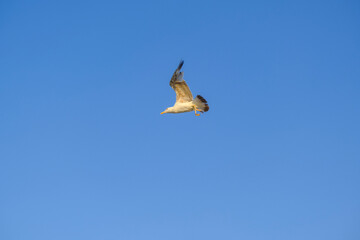 seagull in flight across the blue sky. Bird flying. Natural background