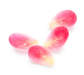 Pink petals of flower isolated on white background