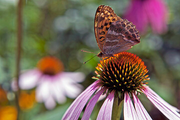 

In summer, butterflies look for nectar in blooming gardens.