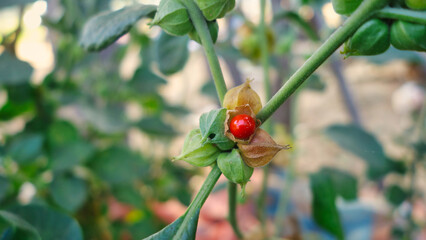 Withania somnifera plant. Commonly known as Ashwagandha (winter cherry), is an important medicinal plant that has been used in Ayurved. Indian ginseng herbs, kanaje, poisonous gooseberry. Healthcare