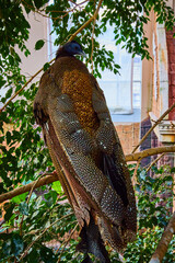 Stunning large great argus pheasant bird on branches with back