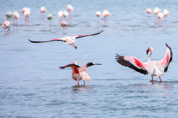 Namibia Flamingos. Group of Pink Flamingos Birds near Walvis Bay, the Atlantic Coast of Namibia,...