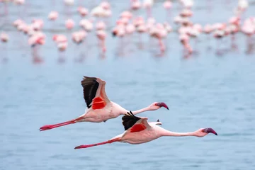 Foto auf Acrylglas Antireflex Namibia Flamingos. Group of Pink Flamingos Birds near Walvis Bay, the Atlantic Coast of Namibia, Africa.  © Curioso.Photography