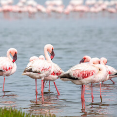Namibia Flamingos. Group of Pink Flamingos Birds near Walvis Bay, the Atlantic Coast of Namibia, Africa. 