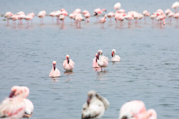 Namibia Flamingos. Group of Pink Flamingos Birds near Walvis Bay, the Atlantic Coast of Namibia, Africa. 