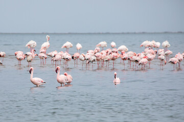 Namibia Flamingos. Group of Pink Flamingos Birds near Walvis Bay, the Atlantic Coast of Namibia, Africa. 