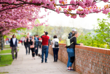 Sakura branch, people walking in the park