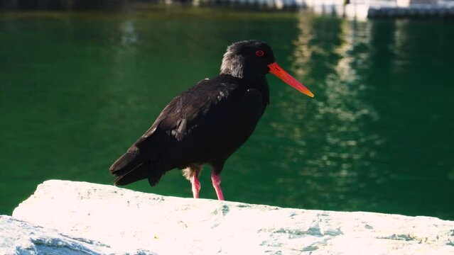 Solitary Oyster catcher on milford sound shoreline as breeze ruffles its feathers