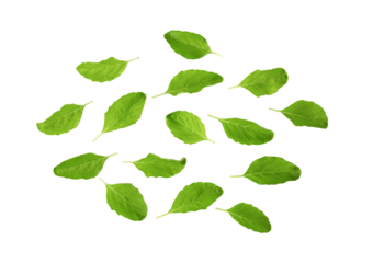Holy Basil,Ocimum sanctum leaf isolated on transparent png